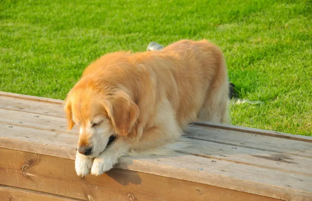 金毛寻回犬和金毛的区别（详解：血统金毛和普通金毛图）