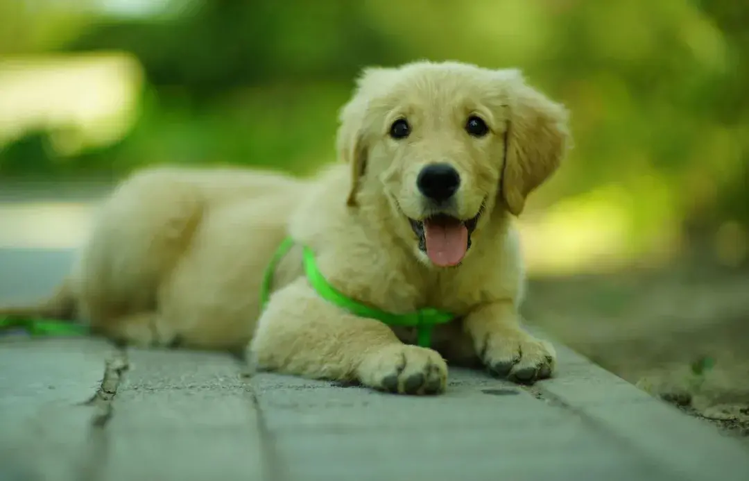 金毛寻回犬和金毛的区别（详解：血统金毛和普通金毛图）