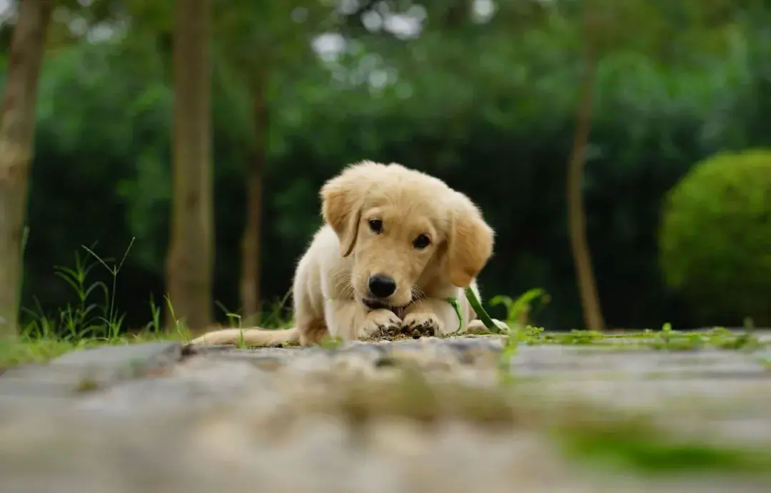 金毛寻回犬和金毛的区别（详解：血统金毛和普通金毛图）