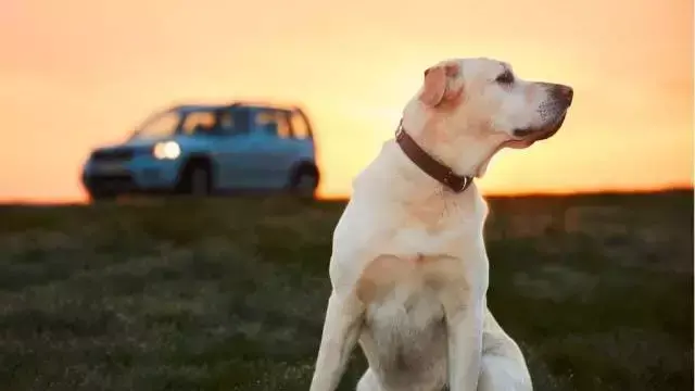 拉布拉多犬图片幼犬（拉布拉多6个品种的图片）