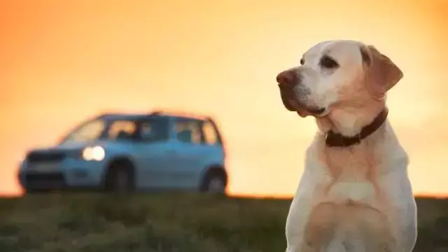 拉布拉多犬图片幼犬（拉布拉多6个品种的图片）