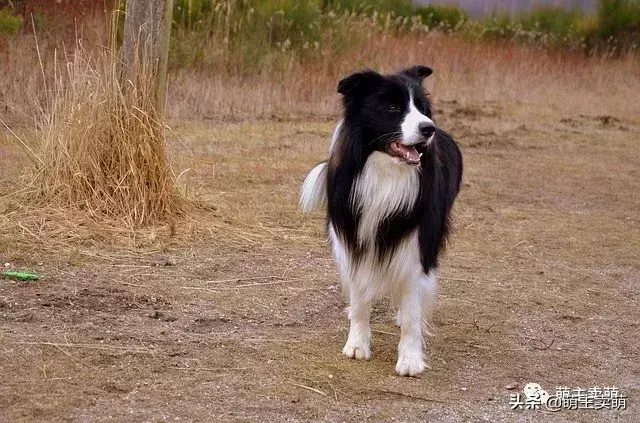 家庭养什么狗最干净（分享十种最好养的狗狗排名）