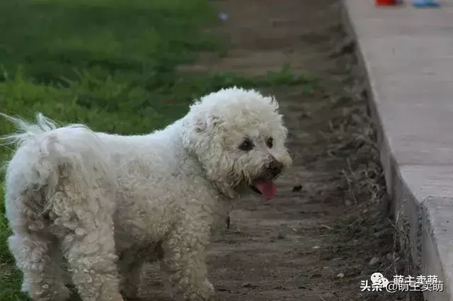 家庭养什么狗最干净（分享十种最好养的狗狗排名）