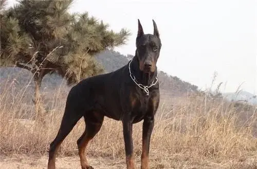 马尔济斯犬有多聪明呢（附：10大智商最高的狗排名）