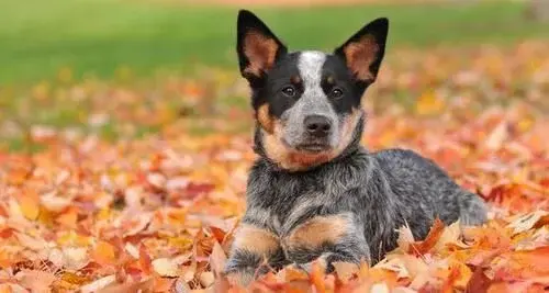 马尔济斯犬有多聪明呢（附：10大智商最高的狗排名）