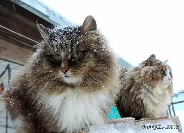 大体型宠物猫（大型猫科有哪几种）