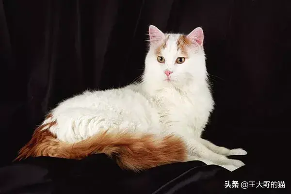 大体型宠物猫（大型猫科有哪几种）