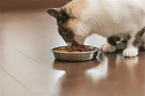 了解猫咪绝不能吃的食物（猫能吃火腿肠吗）