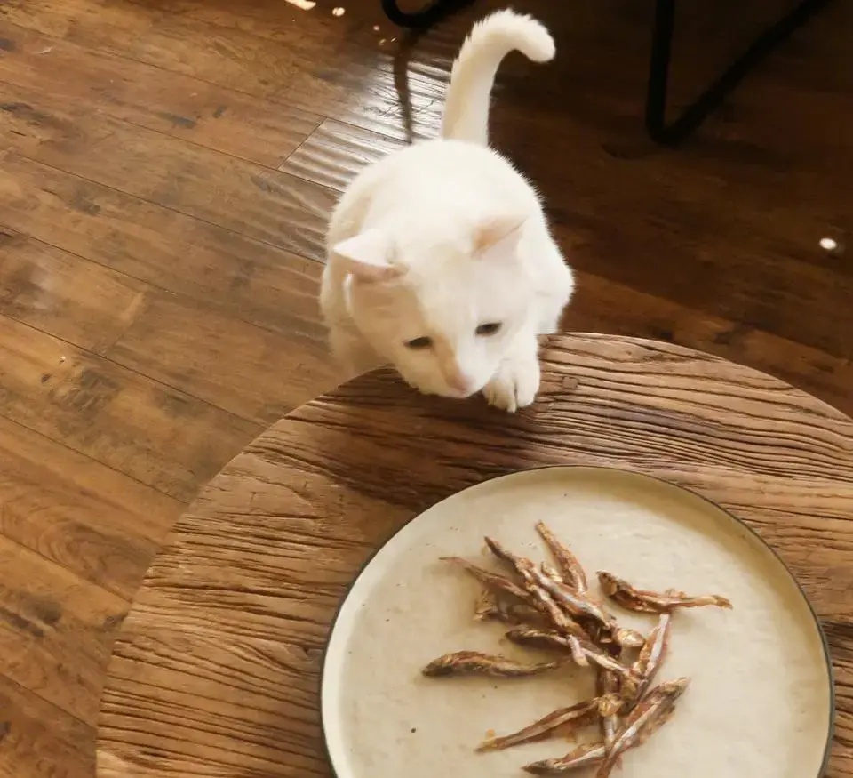 了解猫咪绝不能吃的食物（猫能吃火腿肠吗）