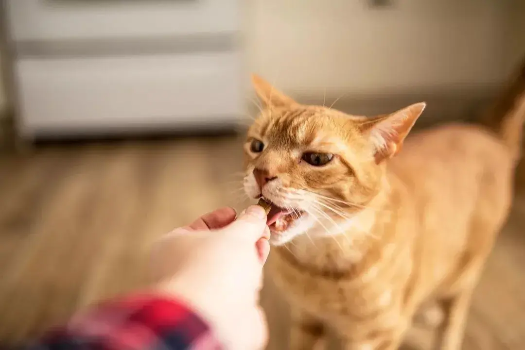 了解猫咪绝不能吃的食物（猫能吃火腿肠吗）