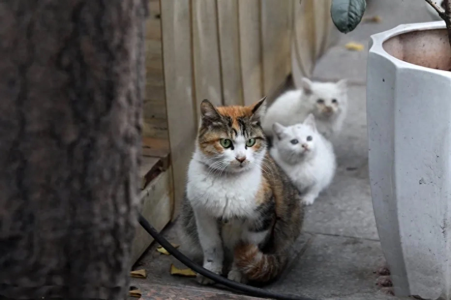 小猫送人母猫会生气吗（注意：哺乳期猫是妈妈母性最强的时期）