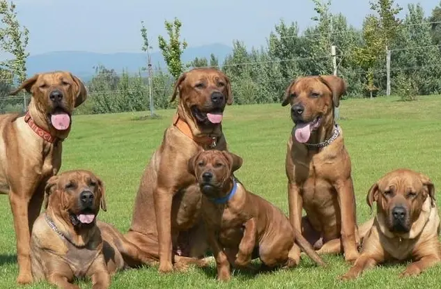 合肥禁养犬种——土佐犬（附：土佐犬）