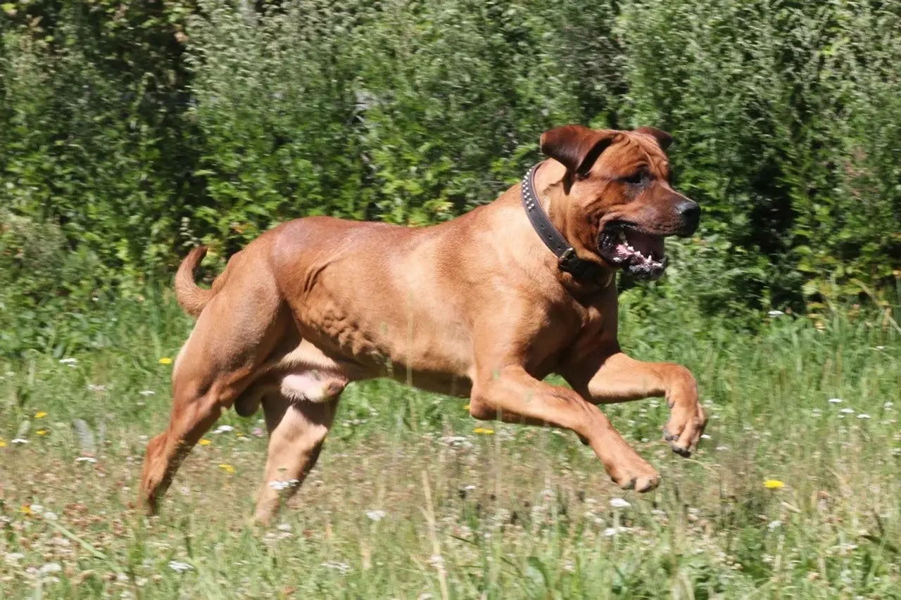 合肥禁养犬种——土佐犬（附：土佐犬）