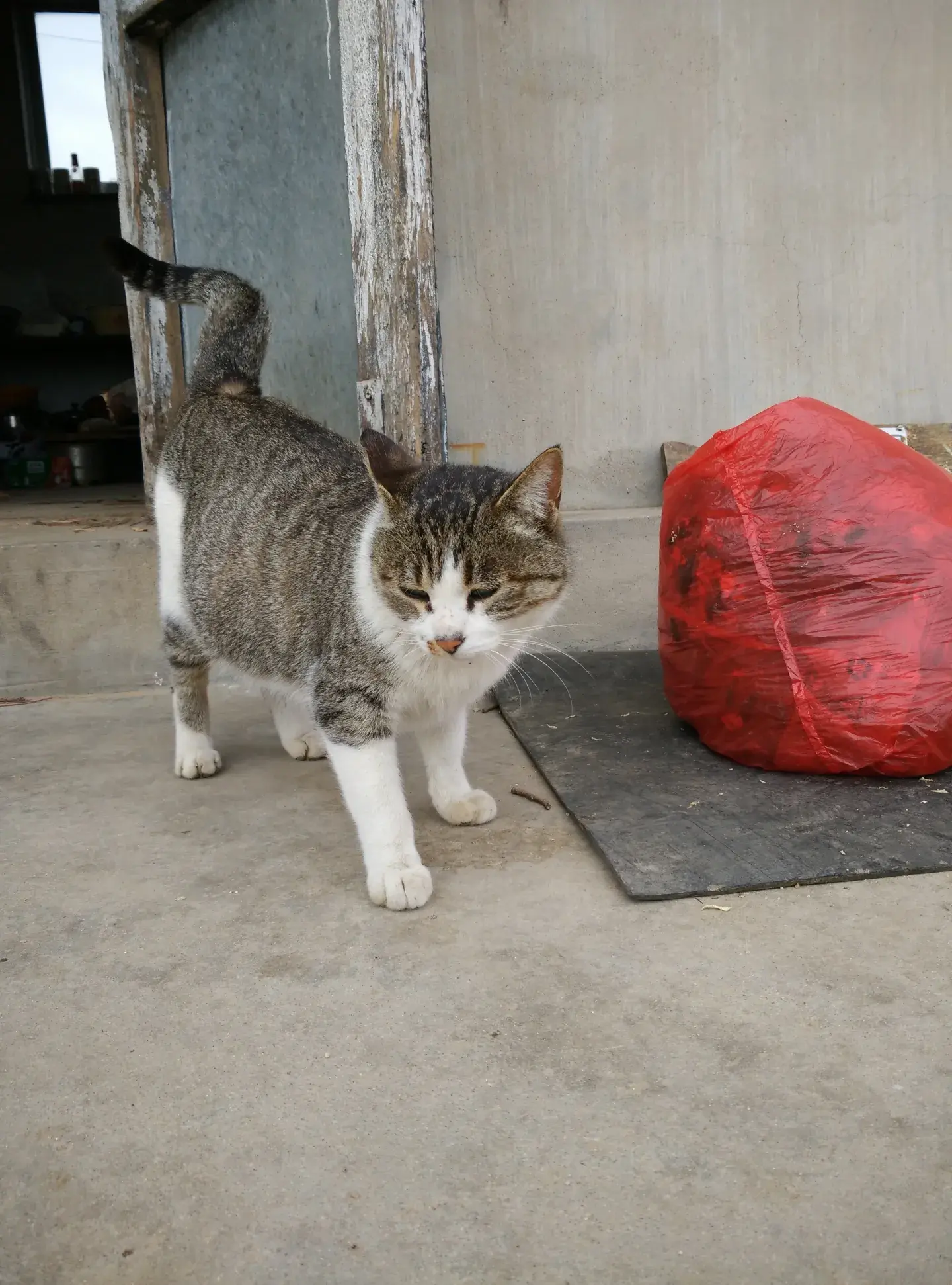 母猫会发现少了小猫吗（会发现但要看母猫靠谱不靠谱）