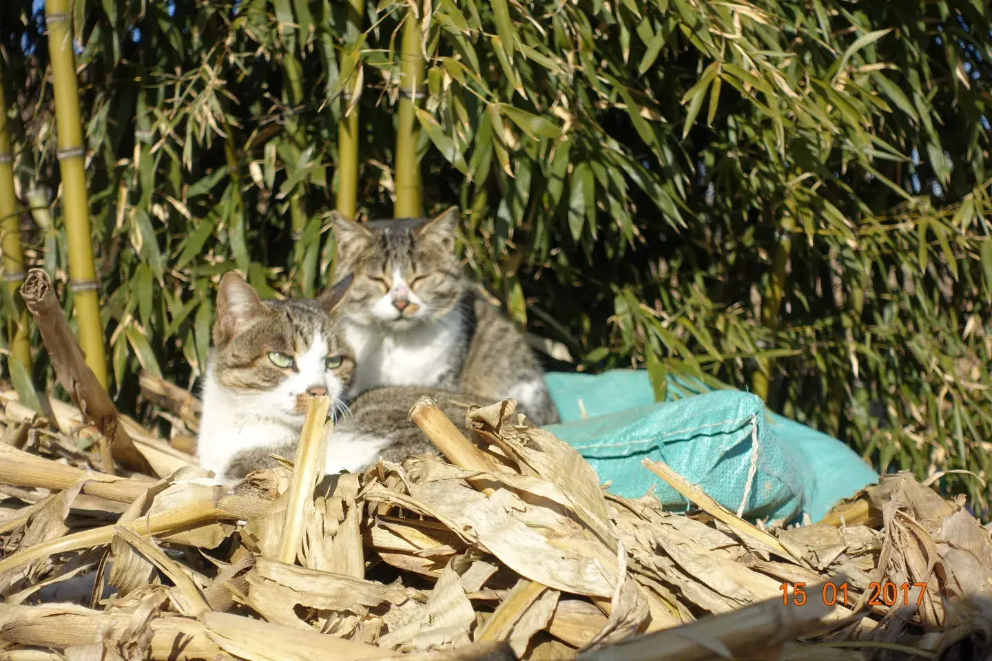 母猫会发现少了小猫吗（会发现但要看母猫靠谱不靠谱）