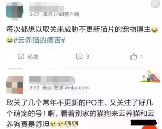 吸猫是什么意思网络语（吸猫到底在吸什么）