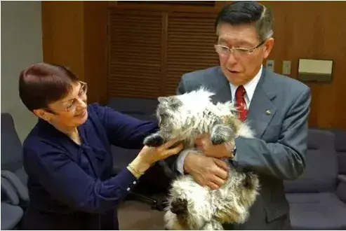 西伯利亚森林猫图片（猫咪图片）