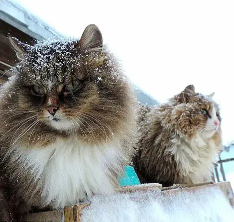 西伯利亚森林猫图片（猫咪图片）