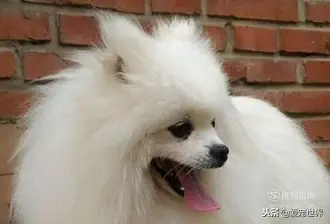 俊介犬图片和博美的区别（日本俊介犬图片）