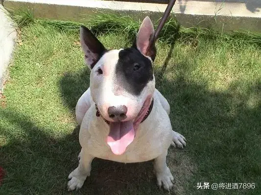 烈性犬是怎么分类的（烈性犬品种大全）