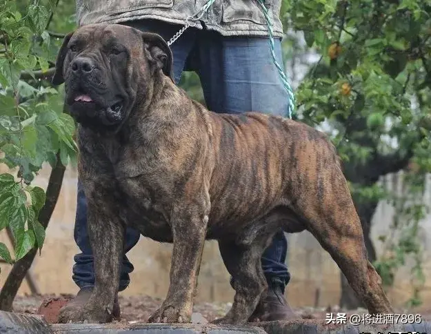 烈性犬是怎么分类的（烈性犬品种大全）